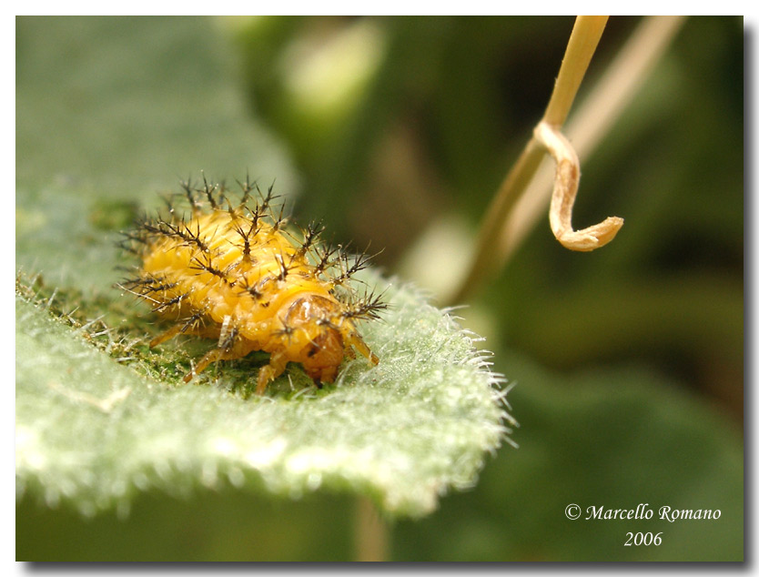 La coccinella del cocomero asinino: Henosepilachna elaterii